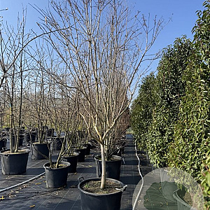 Heptacodium miconioides 250-300 cm cont. 130L