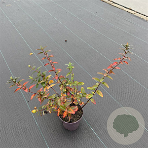 Hypericum dummeri 'Peter Dummer' 25-30 cm P13