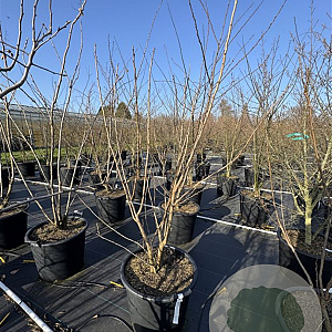 Koelreuteria paniculata 125-150 cm 50L