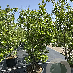 Lagerstroemia 'Muskogee' 175-200 cm cont. 80L meerstammig