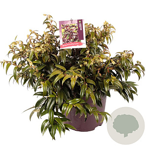 Leucothoe Carinella 40-60 cm 13L