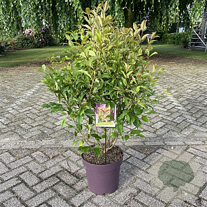Ligustrum luc. Green Screen 80-90 cm 13L