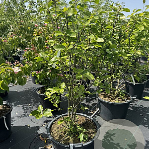 Magnolia 'Aphrodite' 125-150 cm cont. 80L