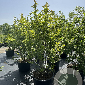 Magnolia loebneri 'Merrill' 175-200 cm cont. 80L