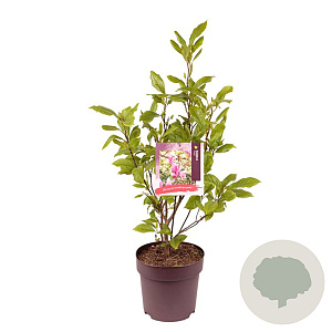 Magnolia 'Susan' 60-80 cm 10L