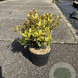 Osmanthus heter. 'Goshiki' 20-30 cm 2,0L