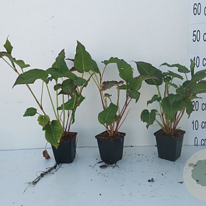 Persicaria a. 'Blackfield' GM P9
