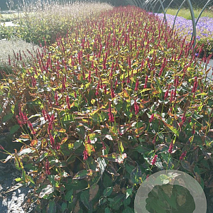 Persicaria a. 'Blackfield' GM P9