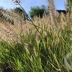Pennisetum al. 'Hameln' GM P9
