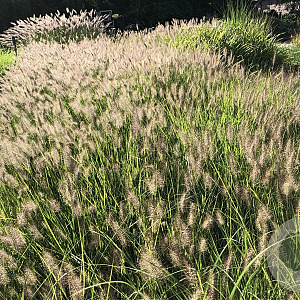 Pennisetum al. 'Hameln' GM P9