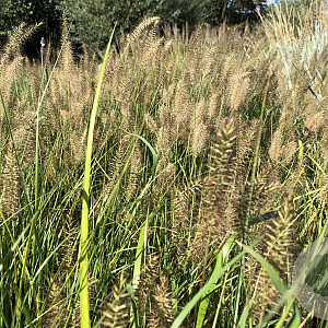 Pennisetum al. 'Hameln' GM P9
