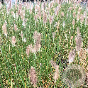 Pennisetum al. 'Hameln' GM P9
