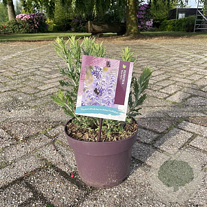 Perovskia 'Blue Spire' 30-35 cm 5,0L