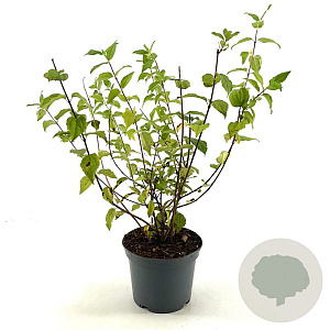 Philadelphus 'Belle Etoile' 30-40 cm 3,0L