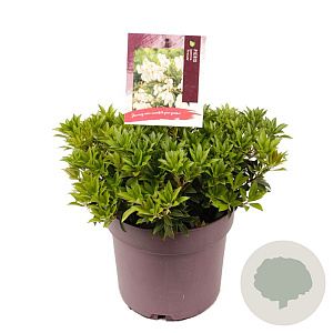 Pieris jap. 'Prelude' 25-30 cm 5,0L