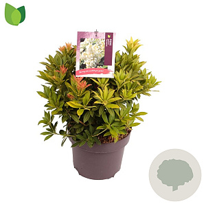 Pieris jap. 'Sarabande' 25-30 cm 5,0L