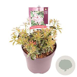 Pieris jap. 'Variegata' 20-25 cm 2,0L