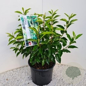 Prunus l. 'Angustifolia' 30-40 cm 7,5L