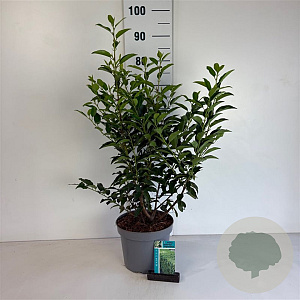 Prunus l. 'Angustifolia' 50-60 cm 5,0L