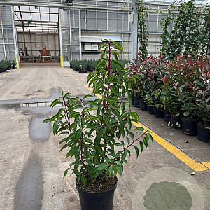 Prunus l. 'Angustifolia' 50-60 cm 5,0L