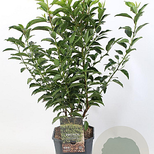 Prunus l. 'Angustifolia' 50-60 cm 5,0L