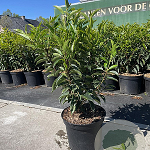 Prunus l. 'Angustifolia' 50-60 cm 5,0L