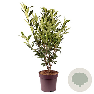 Prunus l. 'Caucasica' 100-110 cm 13L
