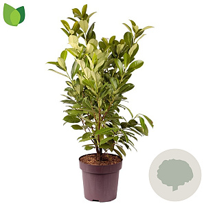 Prunus I. 'Rotundifolia' 90-100 cm 13L