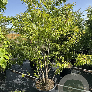 Prunus subh. 'Autumnalis Rosea' 175-200 cm 50L