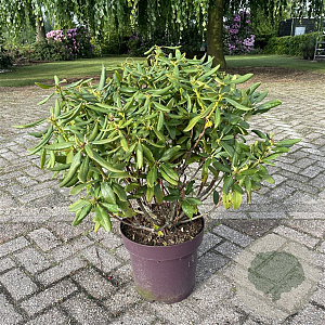 Rhododendron 'Cunningham's White' 50-60 cm 13L