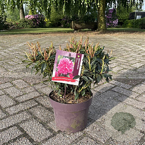 Rhododendron (AP) 'Graziella' 25-30 cm 5,0L