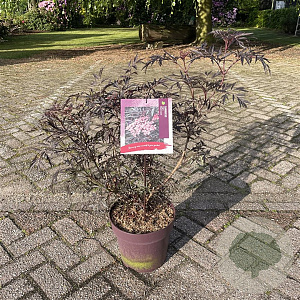 Sambucus nigra Black Lace 50-60 cm 10L