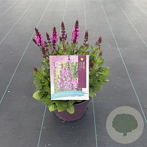 Salvia sylv. 'Rose Marvel' 40-50 cm 5,0L