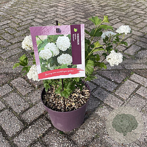 Viburnum opulus 'Roseum' 40 cm 7,5L