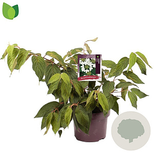 Viburnum plic. 'Mariesii' 30-35 cm 5,0L