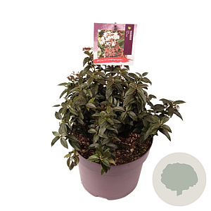 Viburnum tin. 'Eve Price' 25-30 cm 7,5L