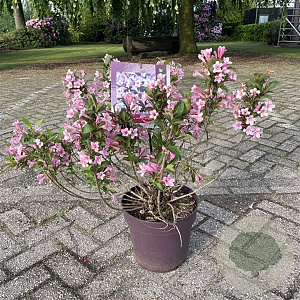 Weigela florida Pink Poppet 40 cm 10L