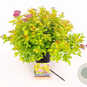 Spiraea jap. 'Golden Princess' 25-30 cm 3,0L