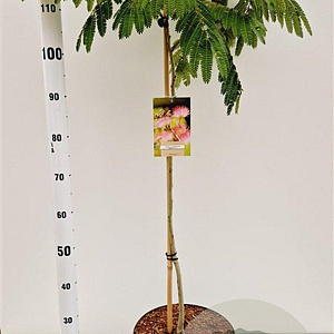 Albizia julibr. Ombrella 125-150 cm 10L