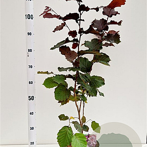 Corylus m. 'Purpurea' 60-80 cm 5,0L