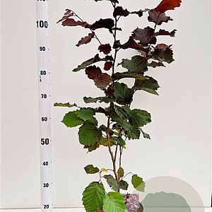 Corylus m. 'Purpurea' 60-80 cm 5,0L