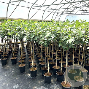 Ficus car. 'Brown Turkey' 90 cm stam 7,5L