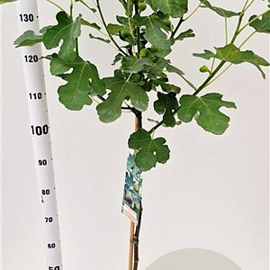 Ficus car. 'Brown Turkey' 90 cm stam 7,5L