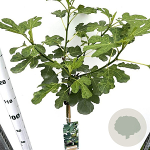 Ficus car. 'Brown Turkey' 90 cm stam 7,5L