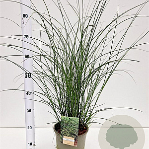 Miscanthus sin. 'Gracillimus' gm 4,0L