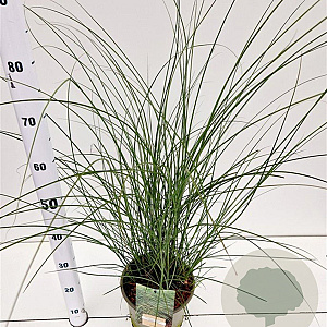 Miscanthus sin. 'Gracillimus' gm 4,0L