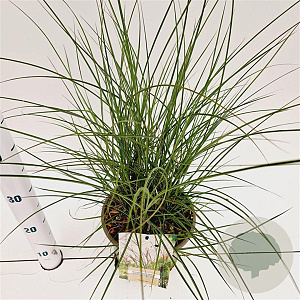 Miscanthus sin. 'Kleine Silbersp.' gm 4,0L