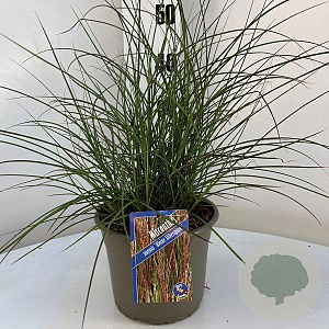 Miscanthus sin. 'Kleine Silbersp.' gm 4,0L
