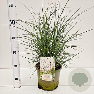Miscanthus sin. 'Kleine Silbersp.' gm 4,0L