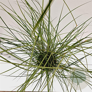 Miscanthus sin. 'Red Chief' gm 4,0L